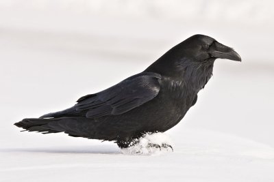 Raven just landed in snow