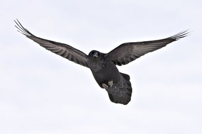 In flight, wings up