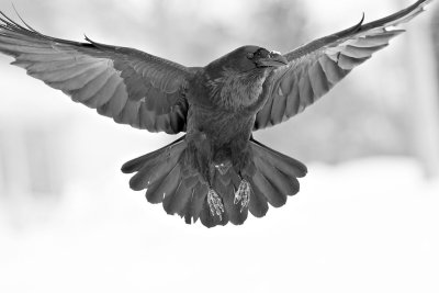 In flight, wings outstretched, tips out of frame