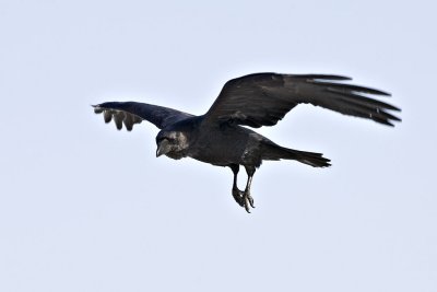 Raven in flight, both wings extended and bent, legs down