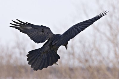 Rear view of raven landing