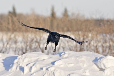 Raven coming in to land, legs down