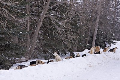 Sled dogs beside the Polar Bear Lodge