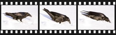 Raven digging in the snow