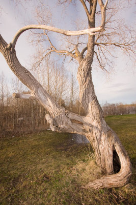 Tree near baseball diamond