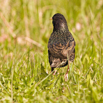 Starling from behind