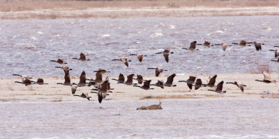 Geese over the sandbar 2008 May 30