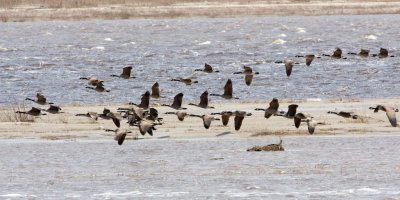 Geese over the sandbar 2008 May 30