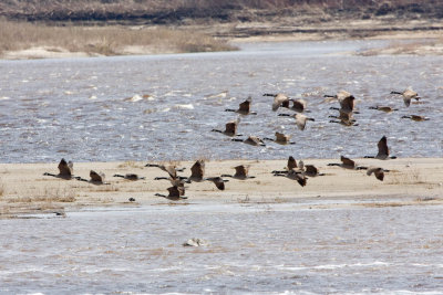 Geese over the sandbar 2008 May 30