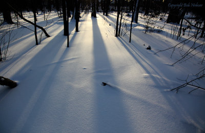 Winter Shadows #2 - February 15, 2009