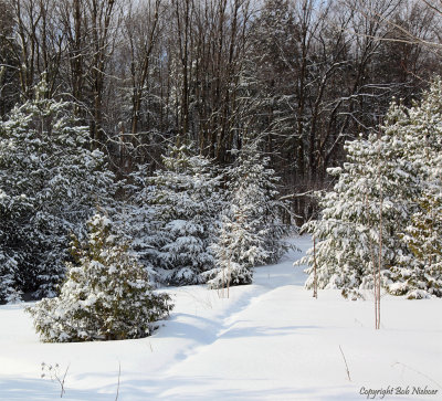 Snowy path - January 8, 2009