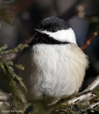 Chickadee #2 - Close Encounter - January 16, 2009