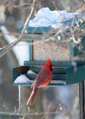 Cardinal - January 21, 2009