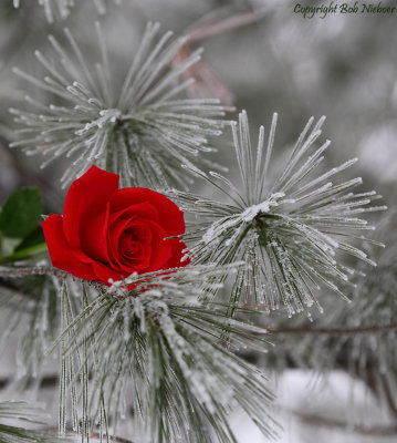 Rose on pine