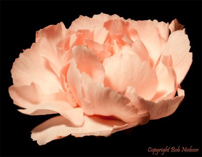 Still Life #12 - February 25, 2009