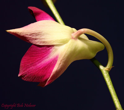 Orchid - February 26, 2009