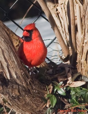 Cardinal in morning light - February 27, 2009