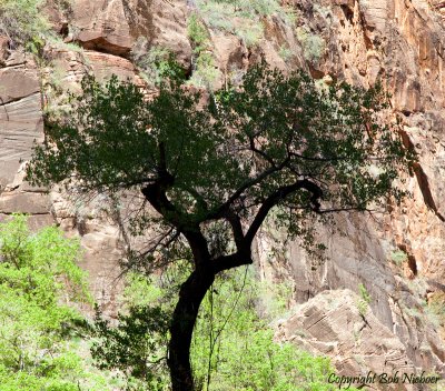 Zion National Park - April 19, 2009
