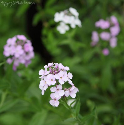 Backyard - June 6, 2009