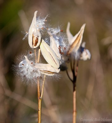 Milkweed