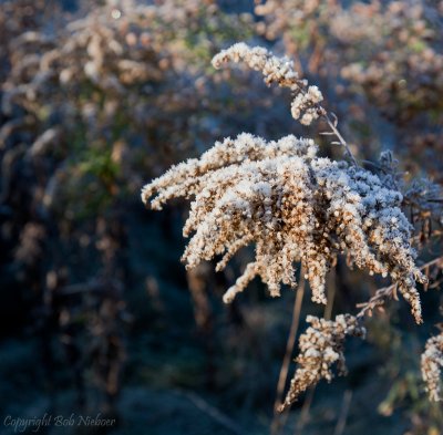 Frosty morning - November 2, 2010