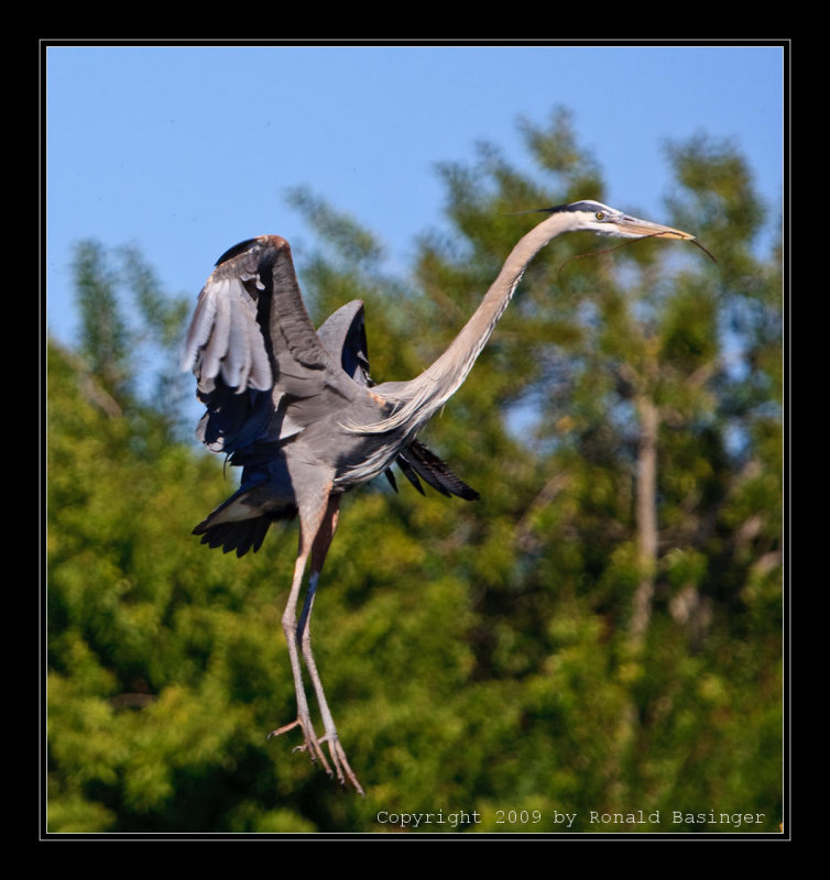 Great Blue Heron landing with stick.