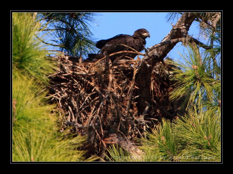 Young Eagle in Nest