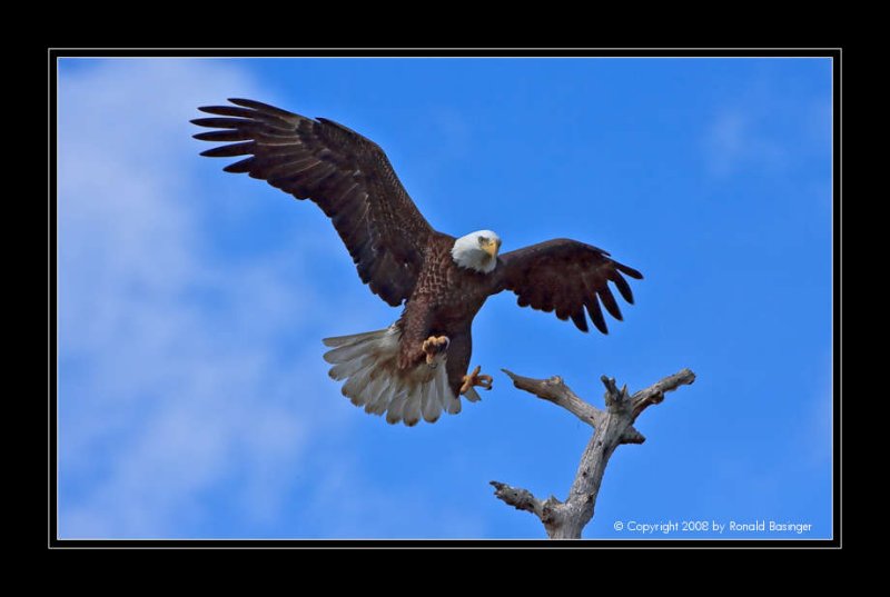 Bald Eagle about to Land
