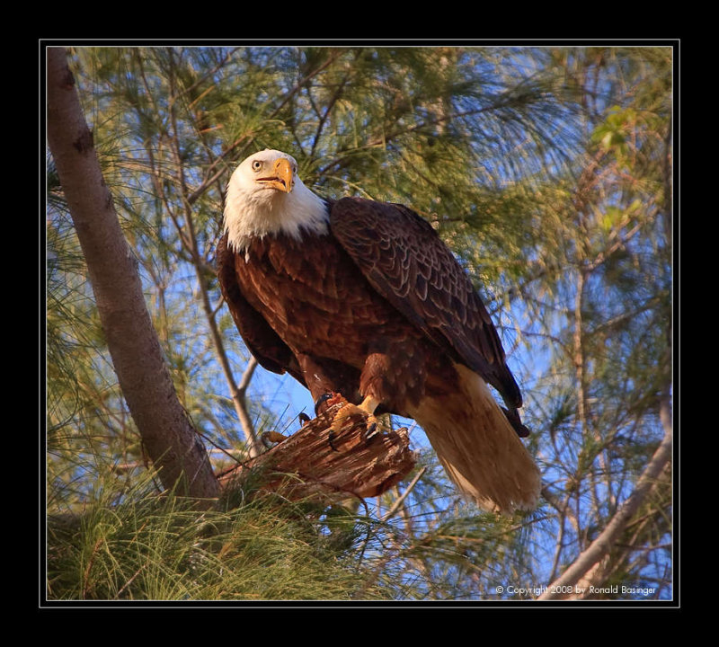 Eagle Keeping Watch