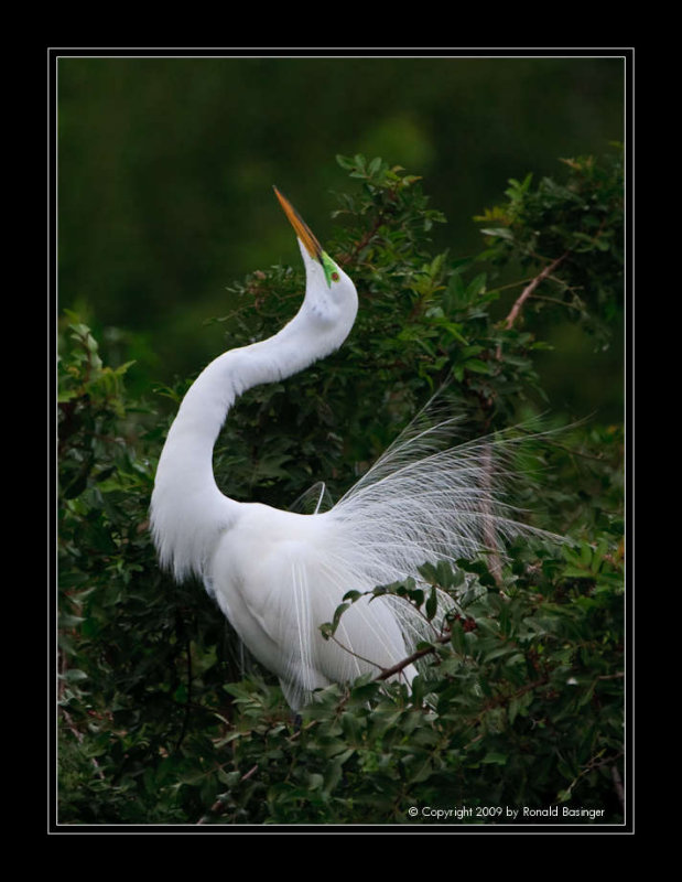 Great Egret Skying
