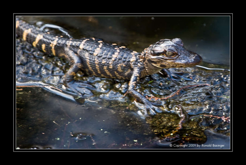 Baby Gator on Mother's Head