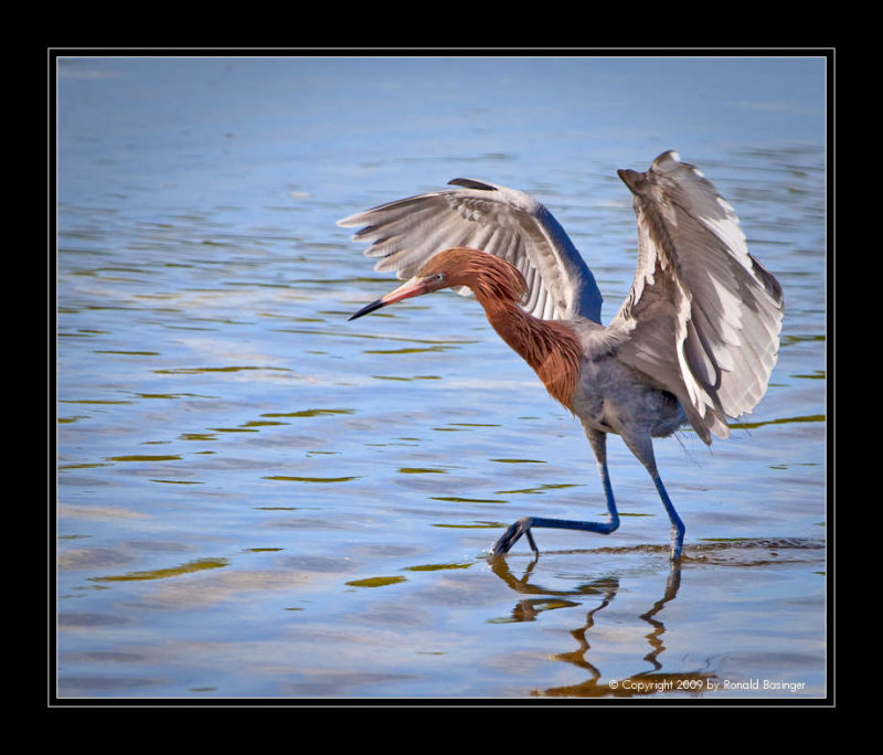 Reddish Egret Tricking Fish