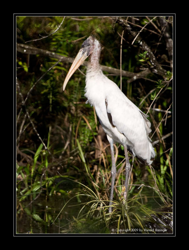 Wood Stork