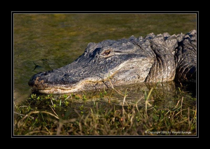 Large Gator