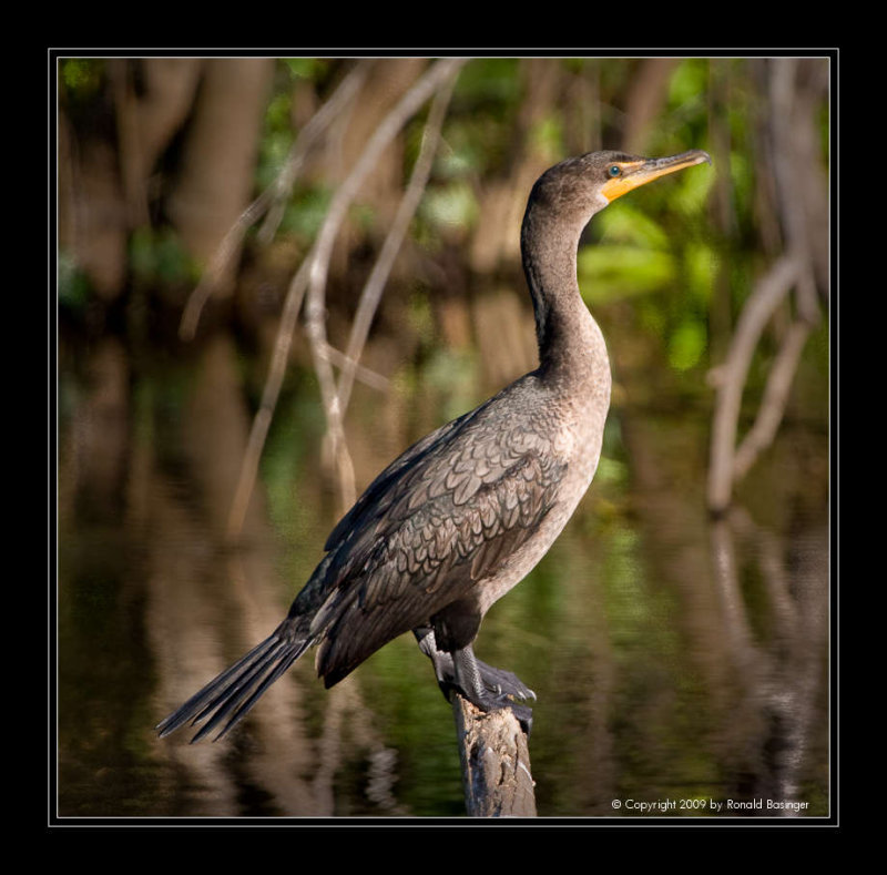 Double-crested Cormorant