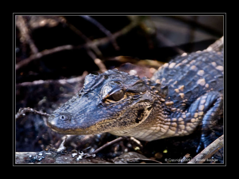 Baby Gator