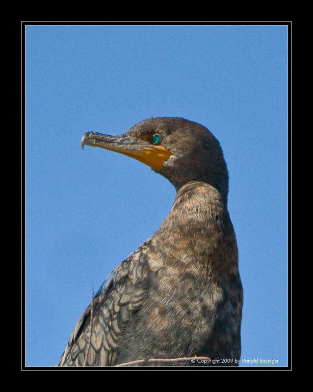 Double-crested Cormorant