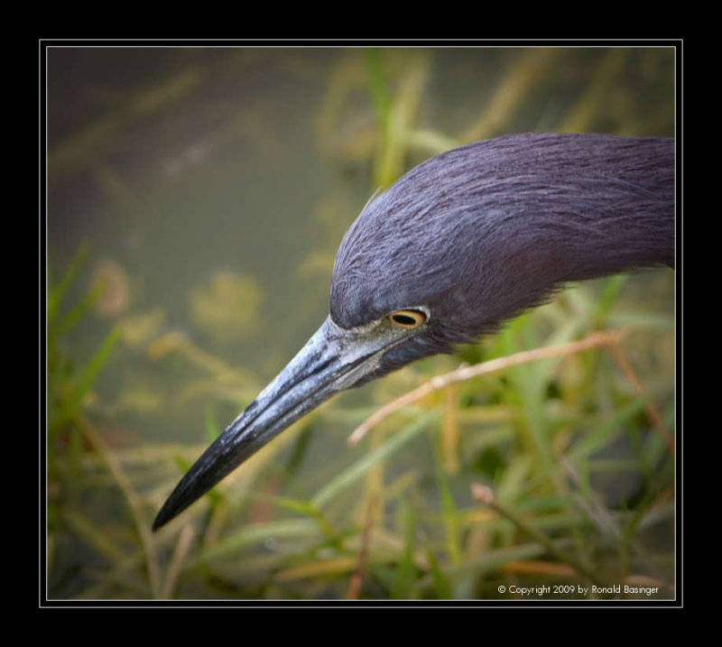 Little Blue Heron