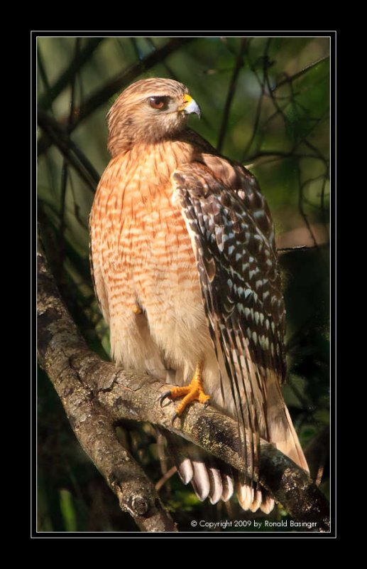 Red-shouldered Hawk