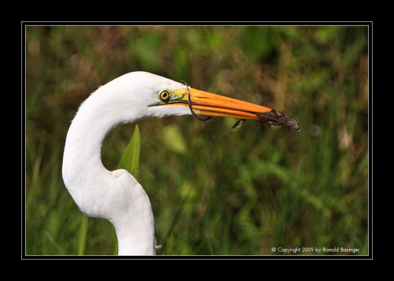 Great Egret With Catch
