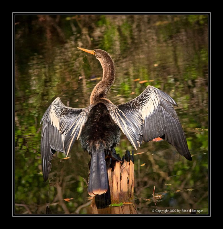 Anhinga Drying Wings