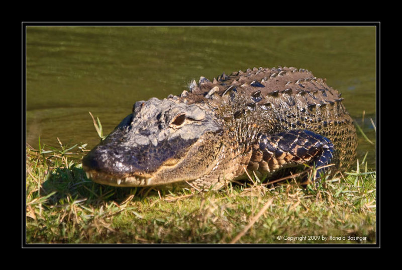 Alligator Lying Down
