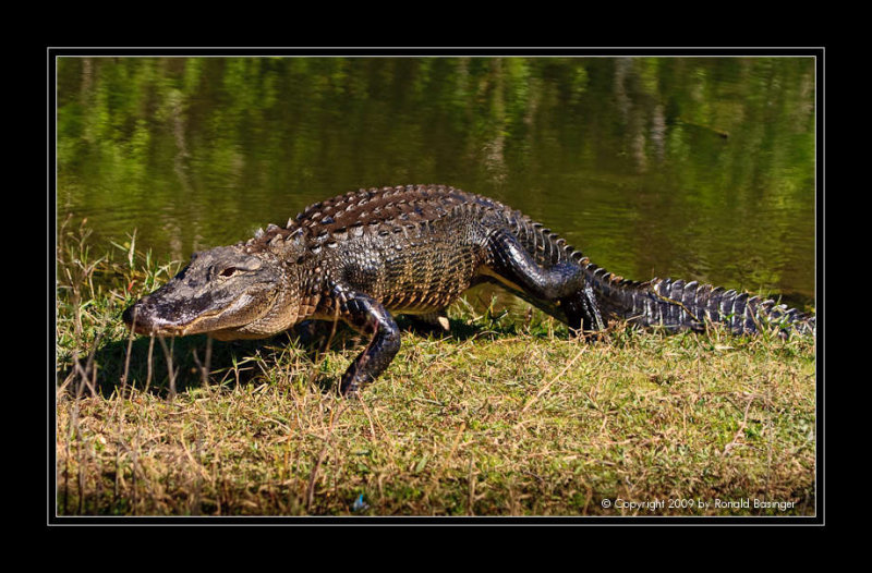 Alligator Coming Out of Water