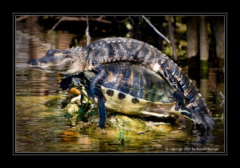 Turtle Back Ride