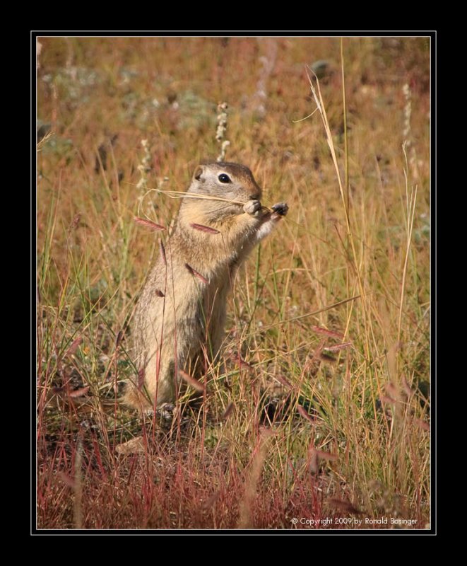 Prarie Dog