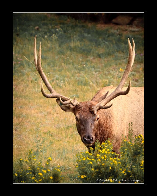 Bull Elk