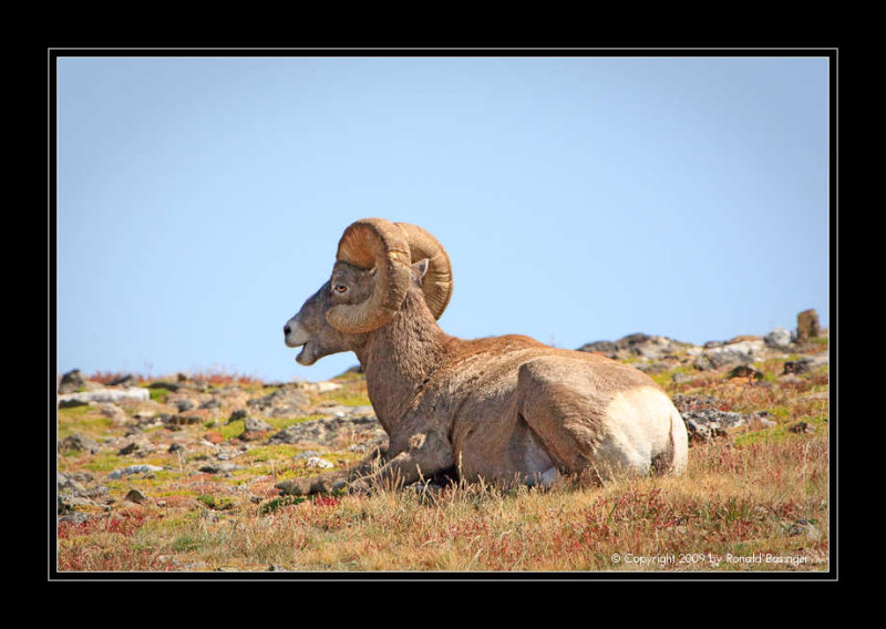 Big Horn Sheep