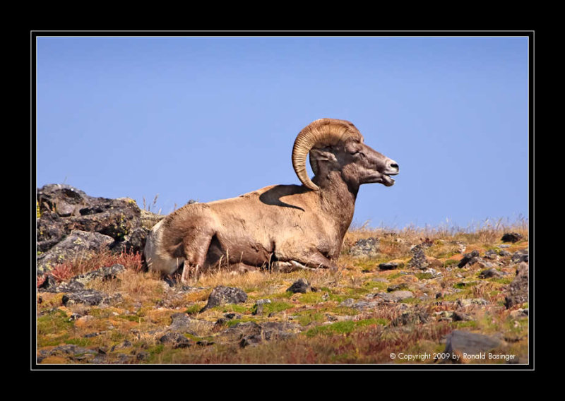 Big Horn Sheep