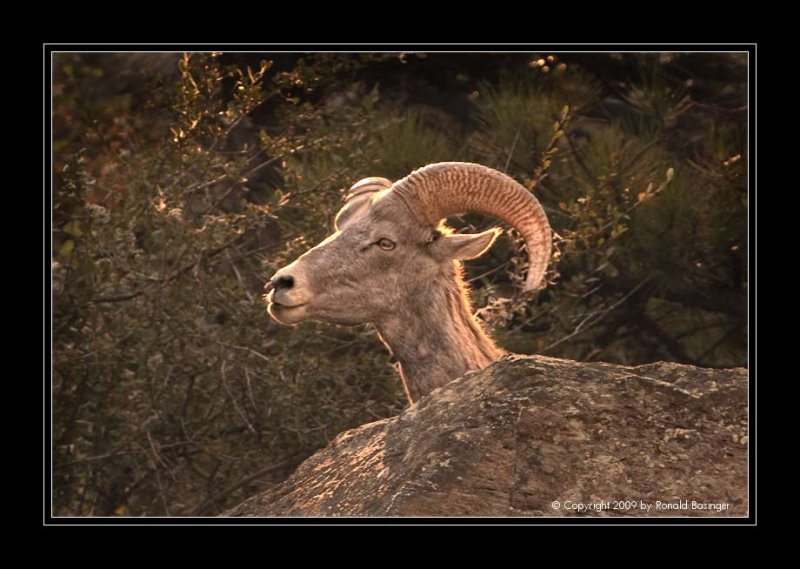 Big Horn Sheep