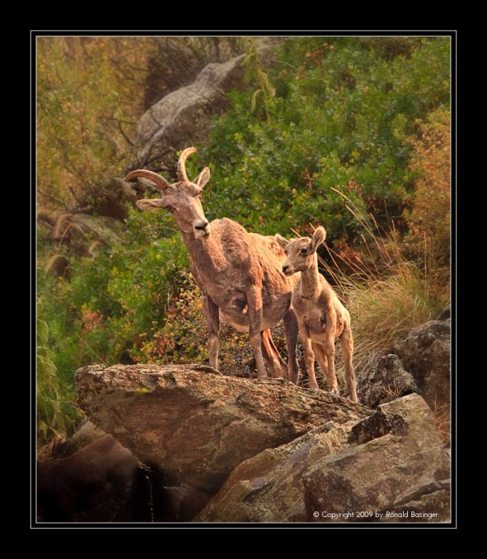 Mother and Baby Big Horn Sheep